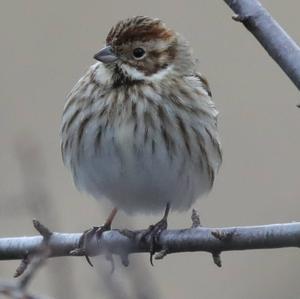 Reed Bunting