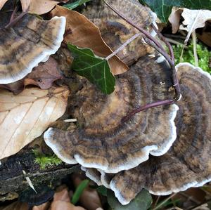 Turkey-tail