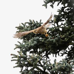 Common Kestrel