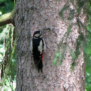 Great Spotted Woodpecker