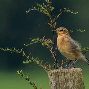 Northern Wheatear