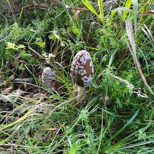 Magpie Ink-cap