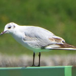 Black-headed Gull