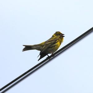 European Serin