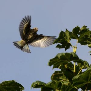 Eurasian Siskin