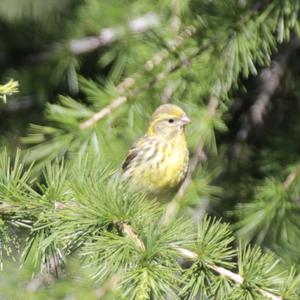 European Serin