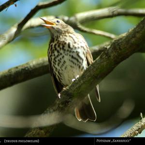 Song Thrush