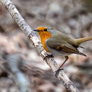 European Robin