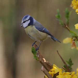 Blue Tit