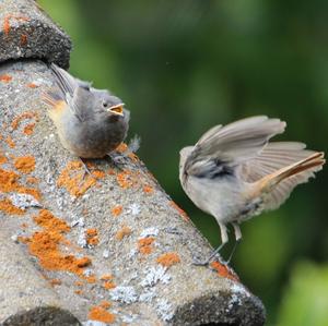 Black Redstart