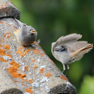 Black Redstart