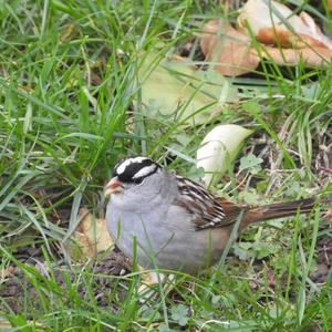 White-crowned Sparrow