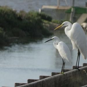 Great Egret