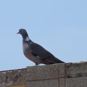 Common Wood-pigeon