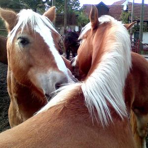 Haflinger