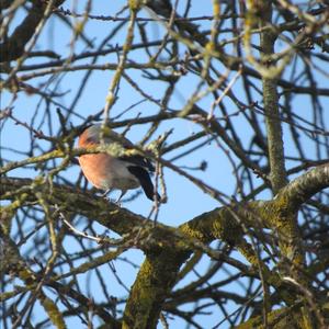 Eurasian Bullfinch