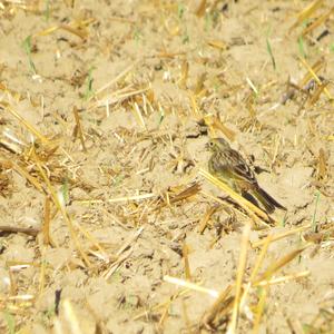 Yellowhammer