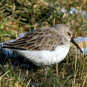 Dunlin