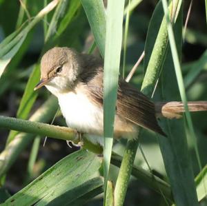 Eurasian Reed-warbler