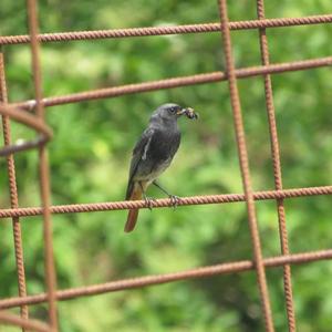 Black Redstart