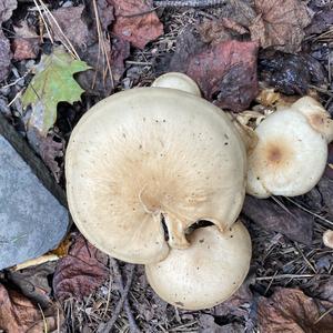 Agaricus impudicus