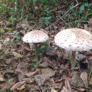 Parasol Mushroom