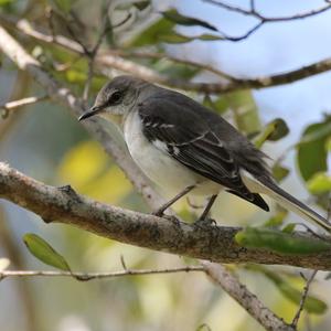 Northern Mockingbird