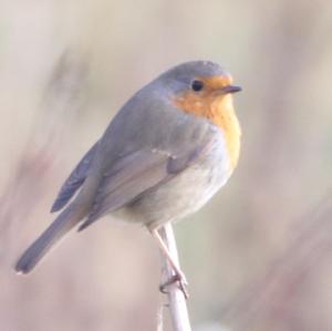 European Robin