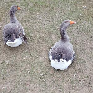 Greylag Goose