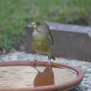 European Greenfinch