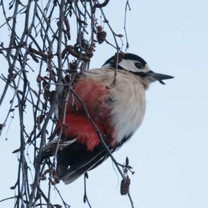 Great Spotted Woodpecker