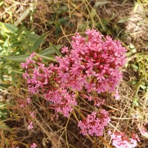 Red Valerian