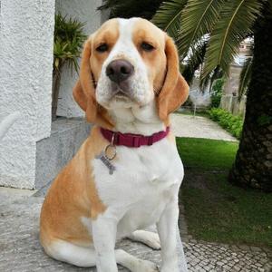 Beagle