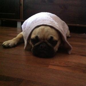 Pug