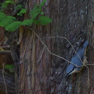 Wood Nuthatch