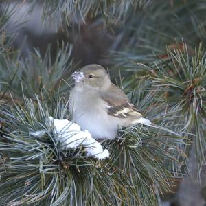 Eurasian Chaffinch