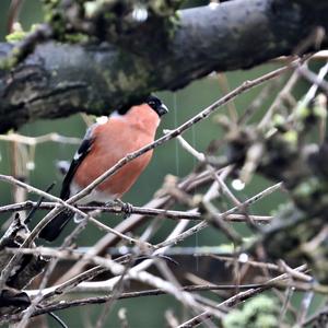 Eurasian Bullfinch