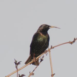 Common Starling