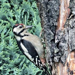 Great Spotted Woodpecker