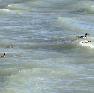 Great Crested Grebe