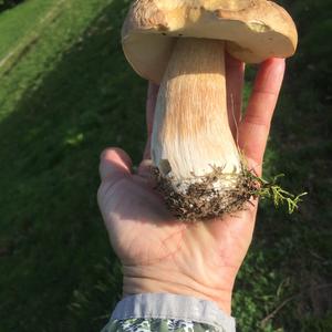 King Bolete