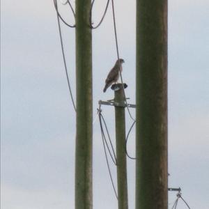 Common Buzzard