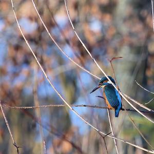 Common Kingfisher