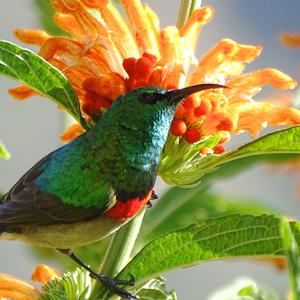 Southern Double-collared Sunbird