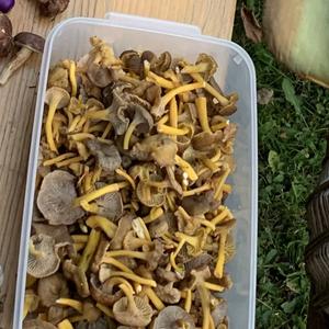 Trumpet Chanterelle