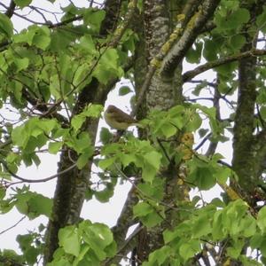 Common Chiffchaff