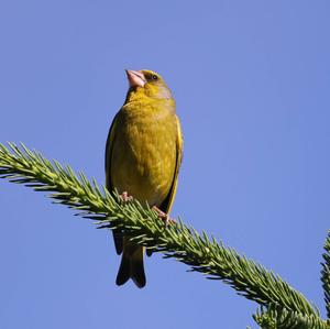 European Greenfinch