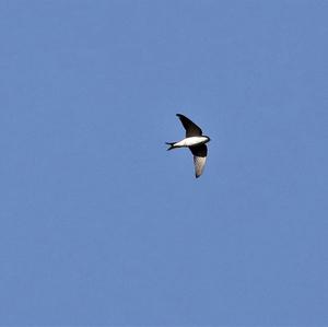 Northern House-martin