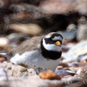 Common Ringed Plover