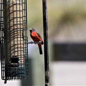 Painted Bunting